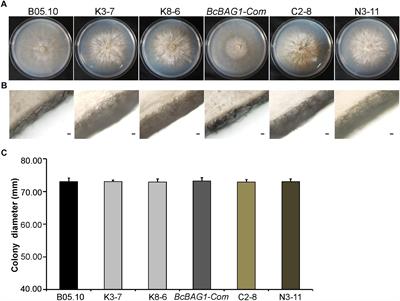 Cytoprotective Co-chaperone BcBAG1 Is a Component for Fungal Development, Virulence, and Unfolded Protein Response (UPR) of Botrytis cinerea